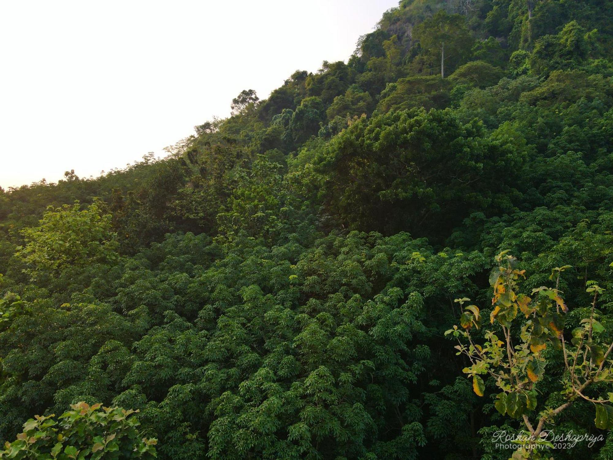Kakulanda Resort Kurunegala Eksteriør bilde
